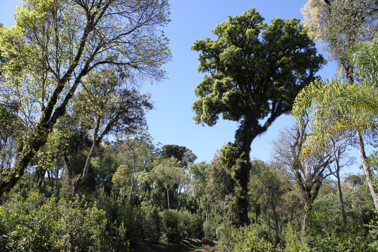 O cultivo da erva-mate em consórcio com plantas nativas