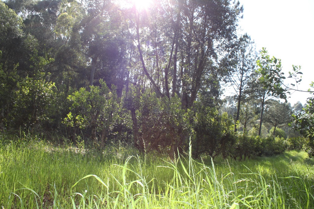 A cobertura verde do solo