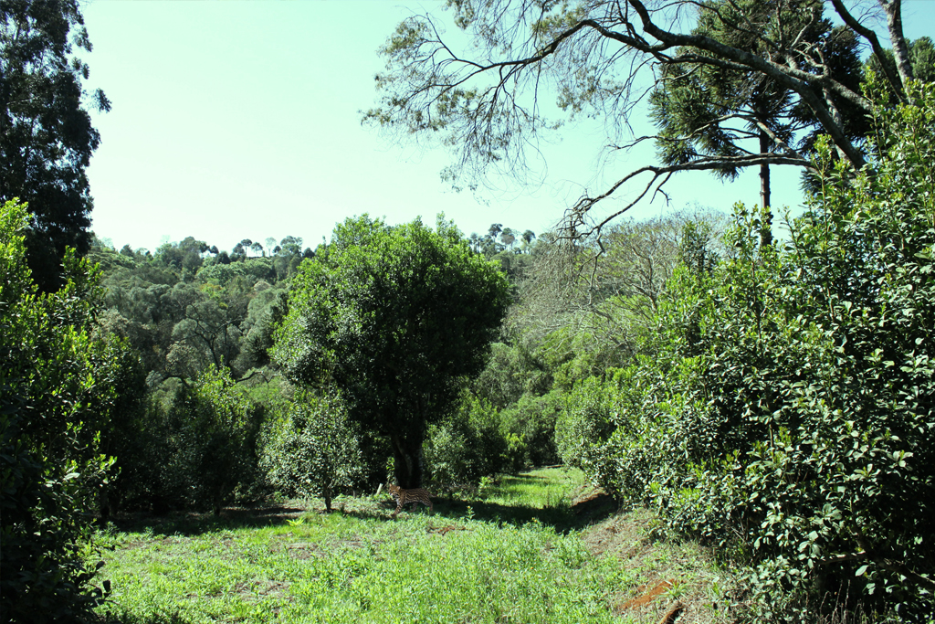Jaguatirica é avistada em frente de um pé nativo de erva-mate em área de plantio da Tertúlia.