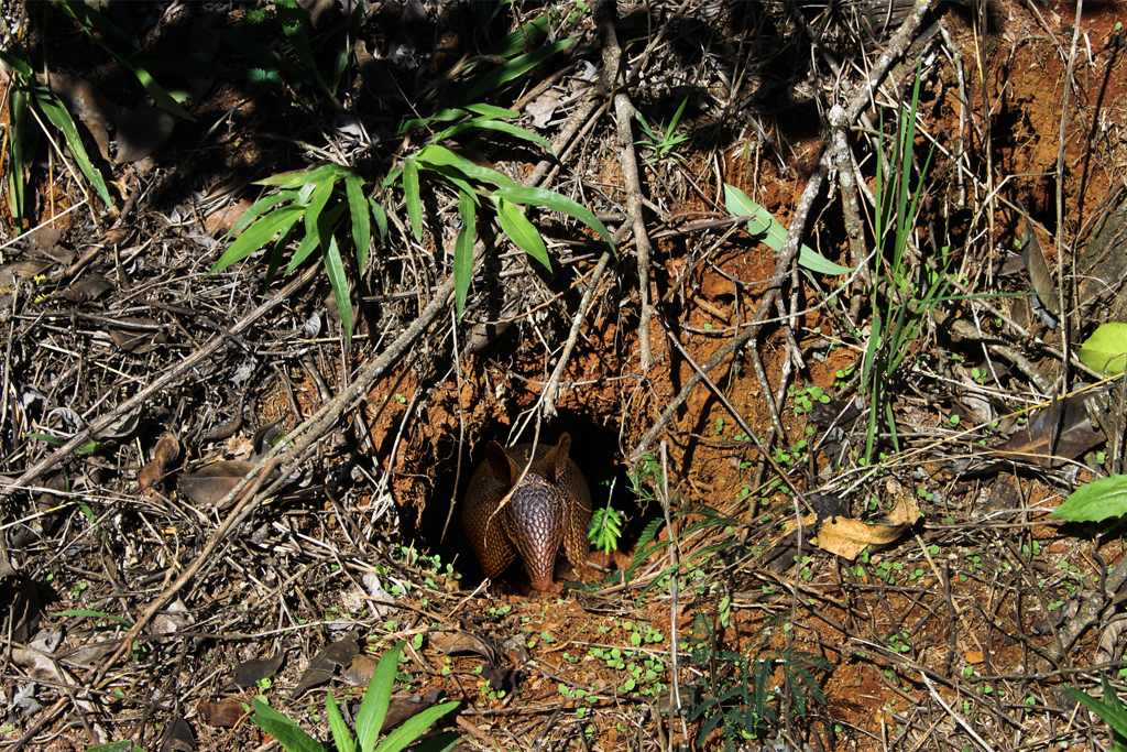 A preservação da fauna