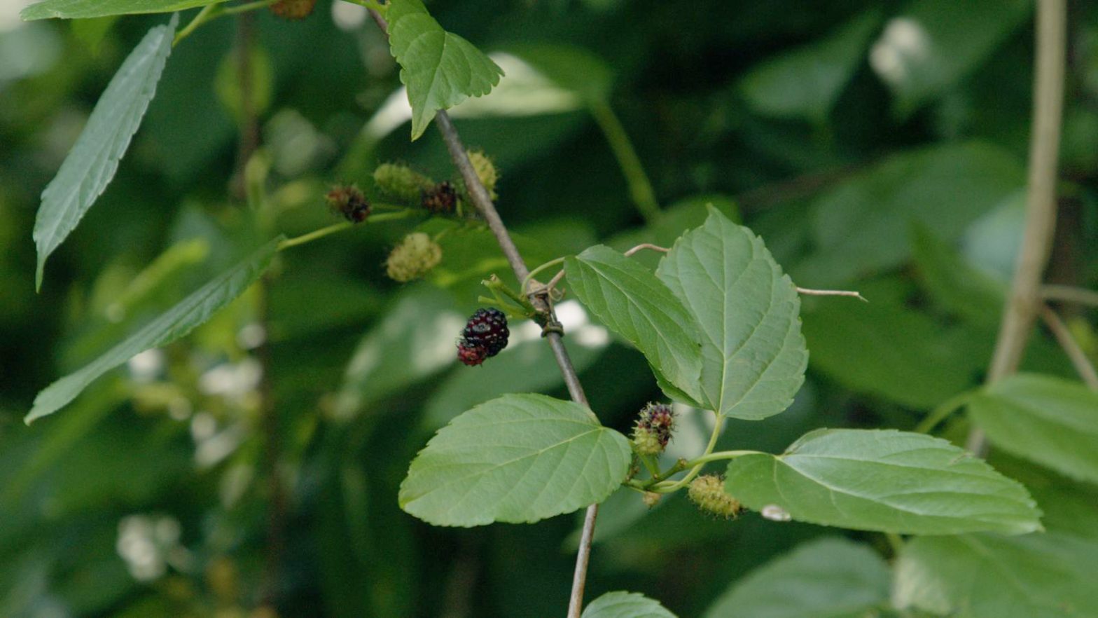 O plantio de árvores nativas e frutíferas